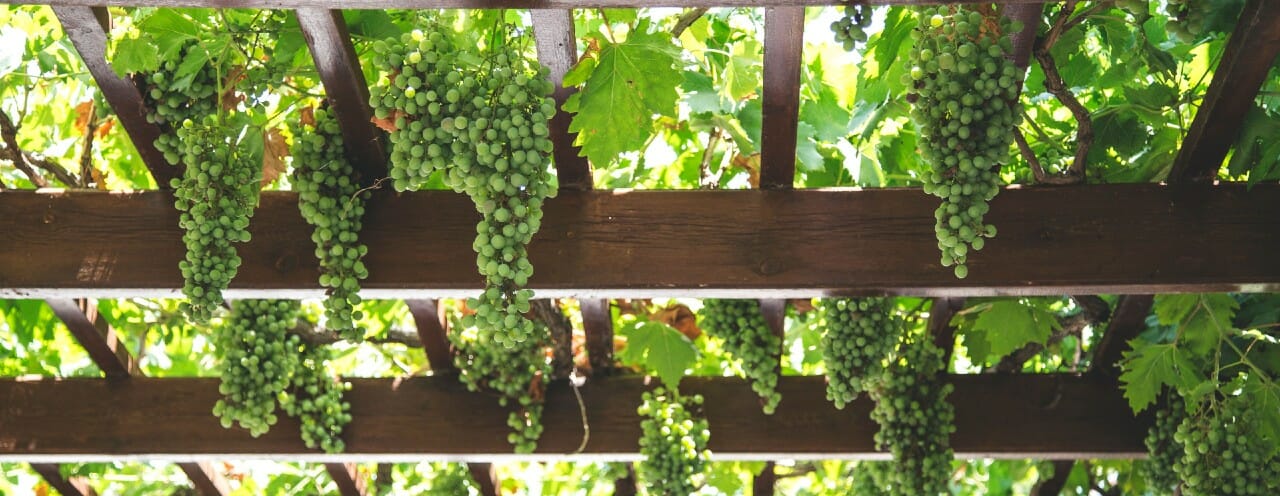 Mary-Michelle-Winery-Our-Grapes